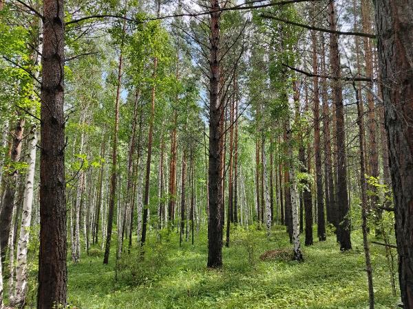 В шести лесничествах Бурятии затухли очаги вредителей